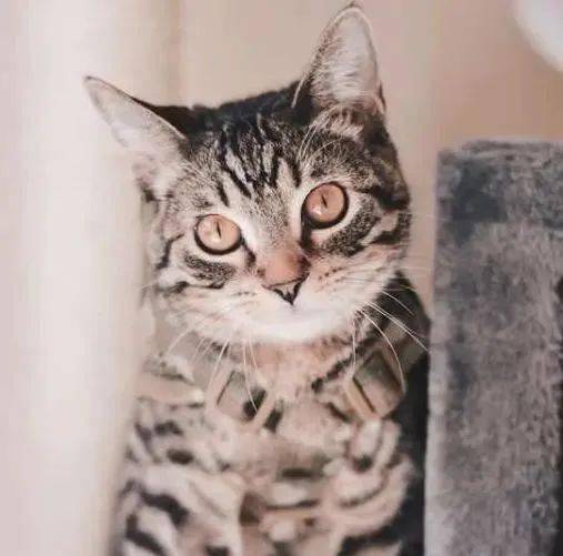 小猫如何刷牙 65091e283a53477f82ed1778f31616b2.jpeg