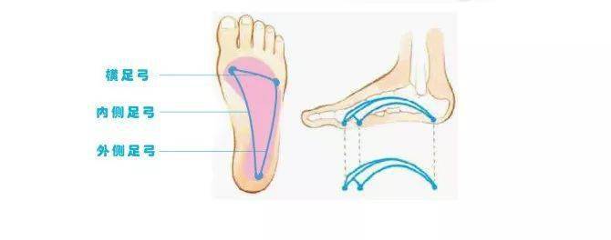 足弓:是由足的跗骨,跖骨借韧带,肌腱共同组成的一个凸向上方的弓.
