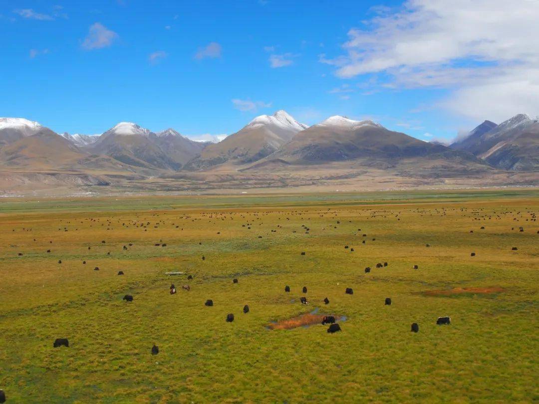 青藏铁路沿线的那曲高寒草原,中国国家地理评选的中国最美的六大草原