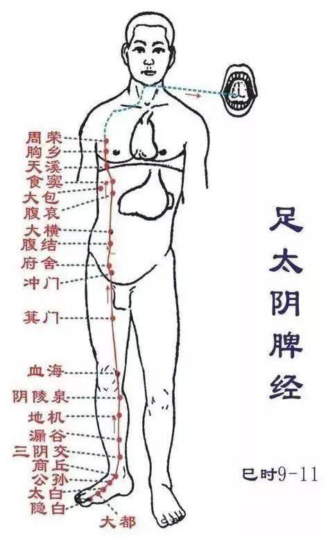 04  脾经  脾胃是人体的后天之本,并且统管人体的阴血,经常调理脾经