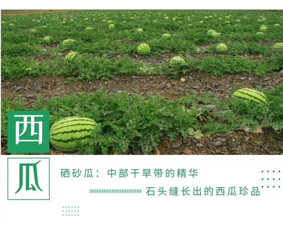 让您久等了,中卫硒砂瓜预计7月15日成熟上市_西瓜