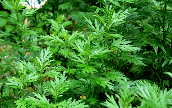 常所说的艾蒿，其实包含了菊科蒿属的好几种不同的植物，比如艾 artemisia ar