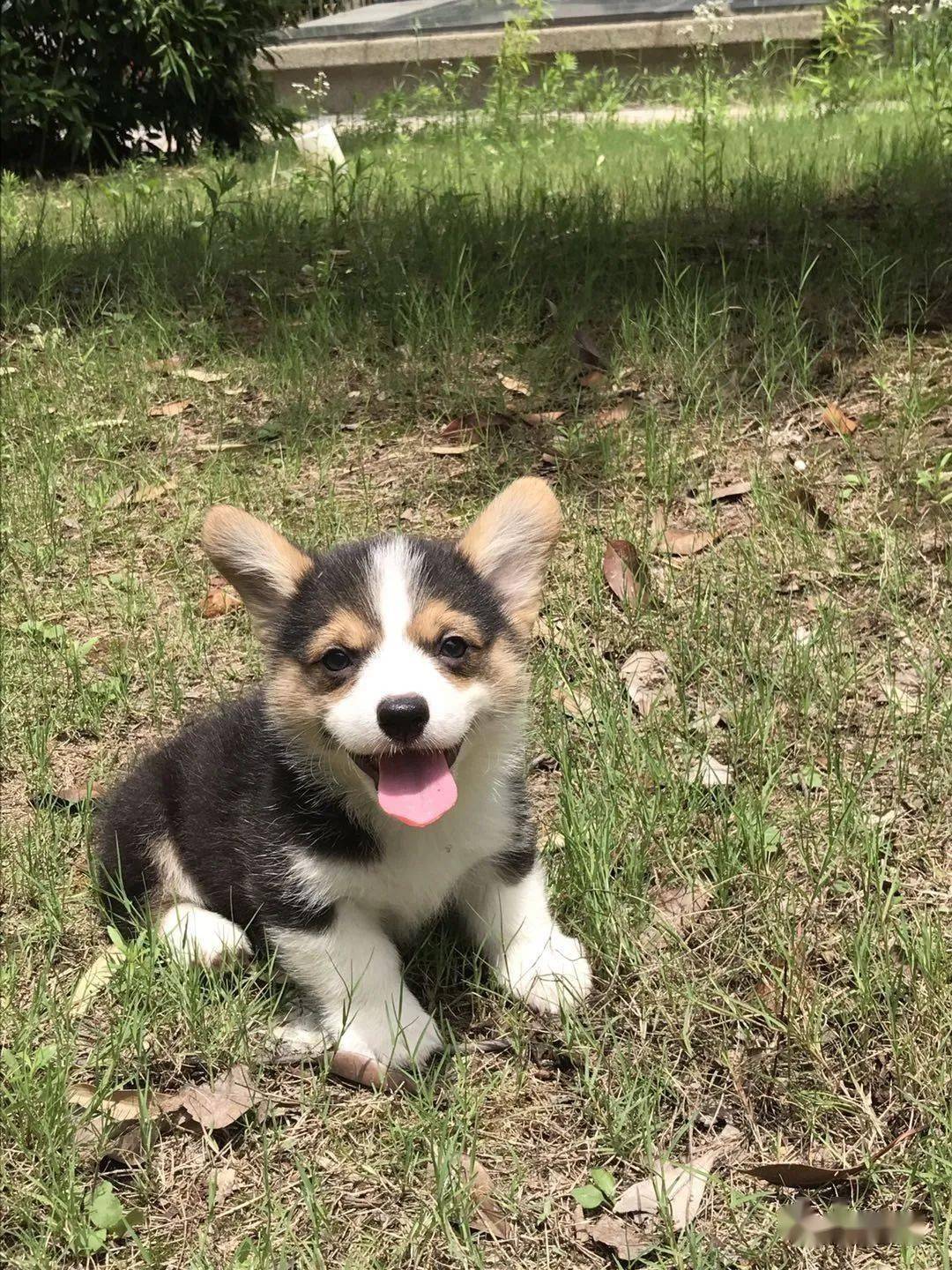 柯基排名_小型宠物犬排名柯基(2)