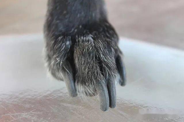  Why Does My Dog Hate To Have His Nails Trimmed 