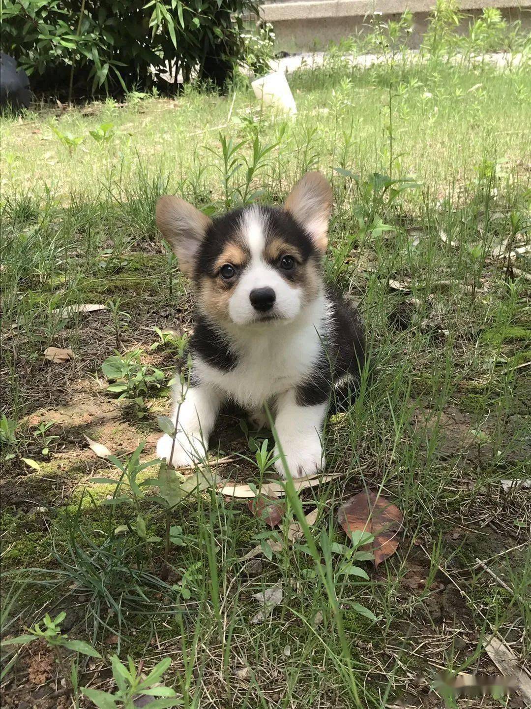 柯基排名_小型宠物犬排名柯基(3)