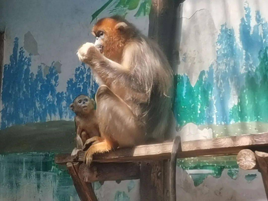 毛色|“国宝”川金丝猴“美女宝宝”迎客啦！