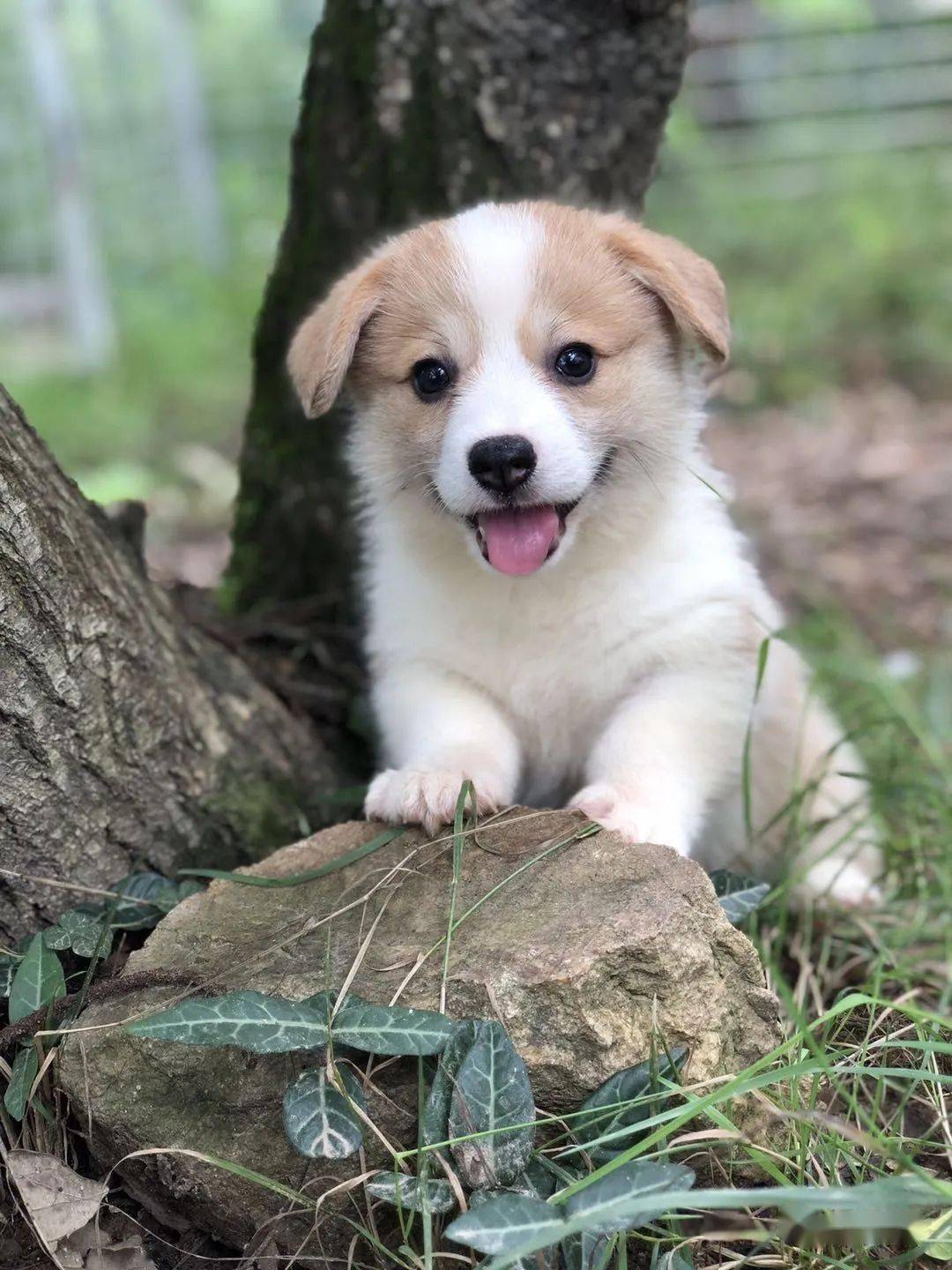 柯基排名_小型宠物犬排名柯基(3)