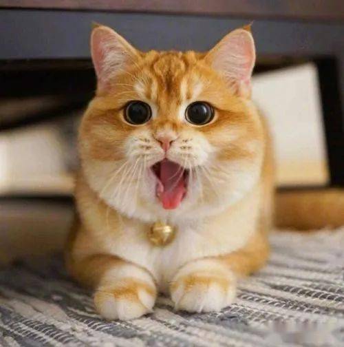 手机壳是用自家猫的照片,屏保也是,头像也是.