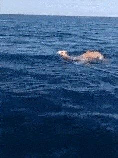 搞笑gif:当你偷拍美女被发现的时候,尴尬不