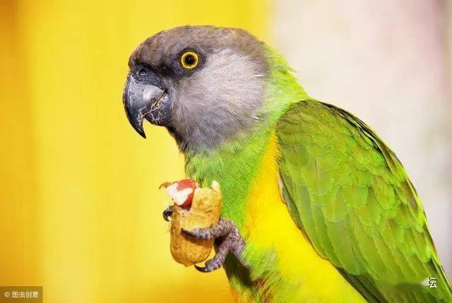 怎么教鹦鹉技能 318efe517fd14e439842e9664fdcf3a3.jpeg