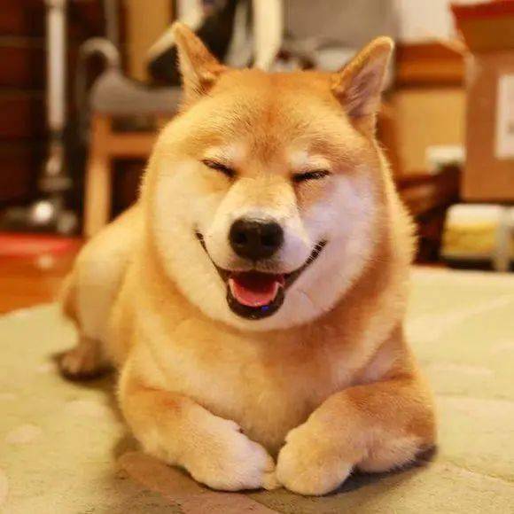 柴犬价格昂贵,离不开这"6个原因"