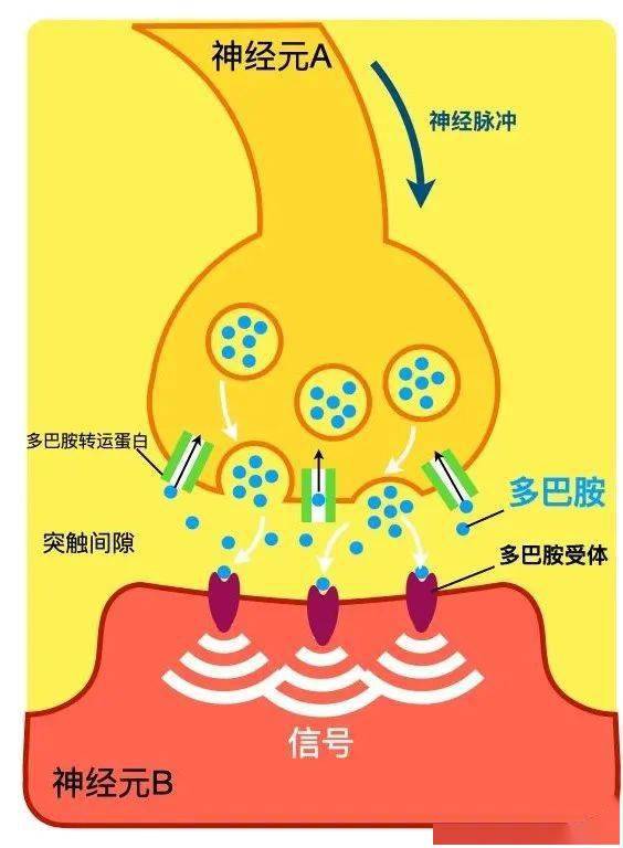 多巴胺在受体和转运体作用下收放|  作者自制