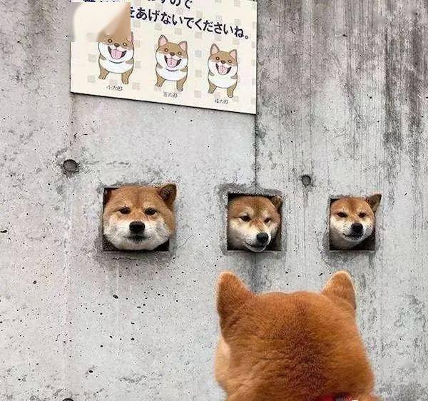 狗主人在墙上打了3个狗洞,竟成了景点!