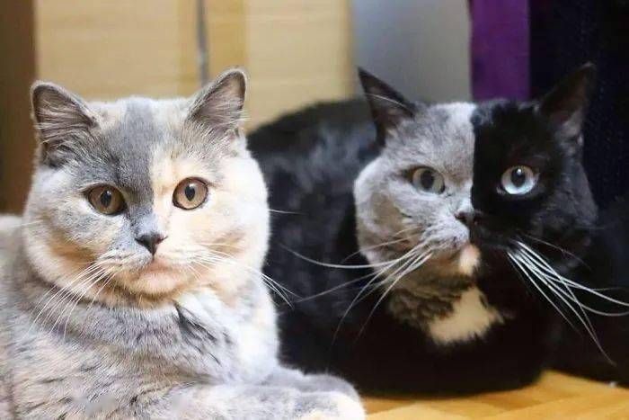 世界上最罕见的双面猫喜当爹！网友：看出来是亲生的