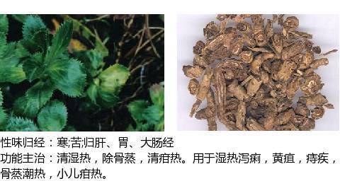 最全中草药图谱,附主治功效(吐血整理,建议收藏)