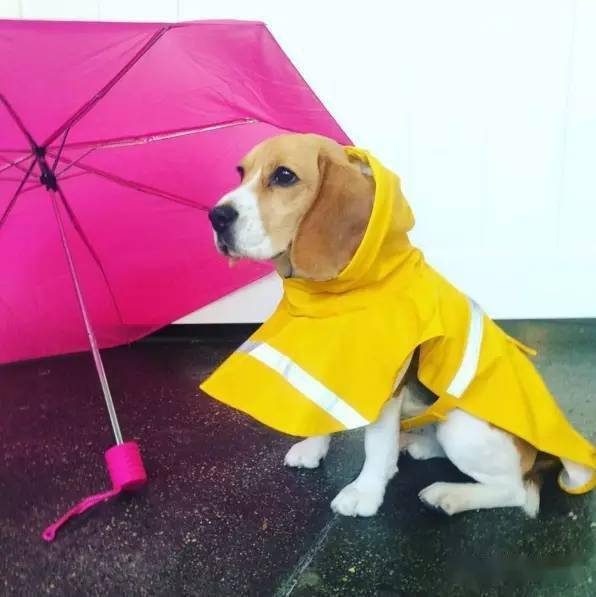 【宠物生活】雨一直下.铲屎官都给狗子们get了怎样的花式雨衣?