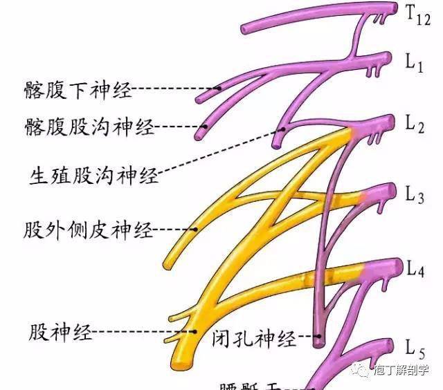 (五)骶丛 .坐骨神经本干分布于髋关节和股后群肌.