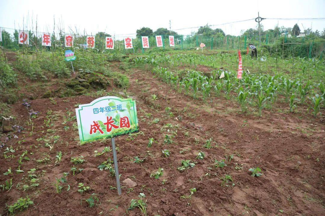 校园开心农场走俏同学们变身快乐小农夫