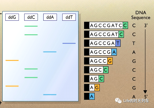第二代测序1,可逆链终止测序法原理大致可分为dna 扩增,测序,测序结果