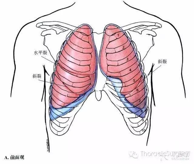 胸腔体表定位及胸腔积液量评估