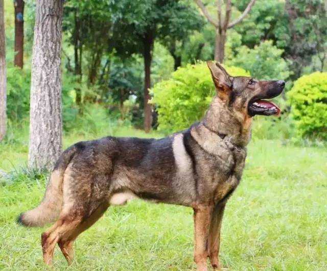 昆明犬中国警犬的骄傲世界军犬中的潜力股