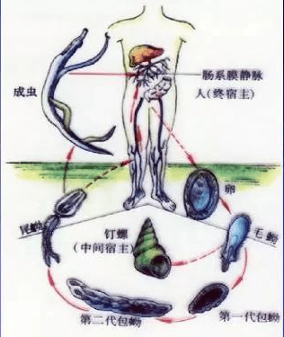 加强汛期血吸虫病防控