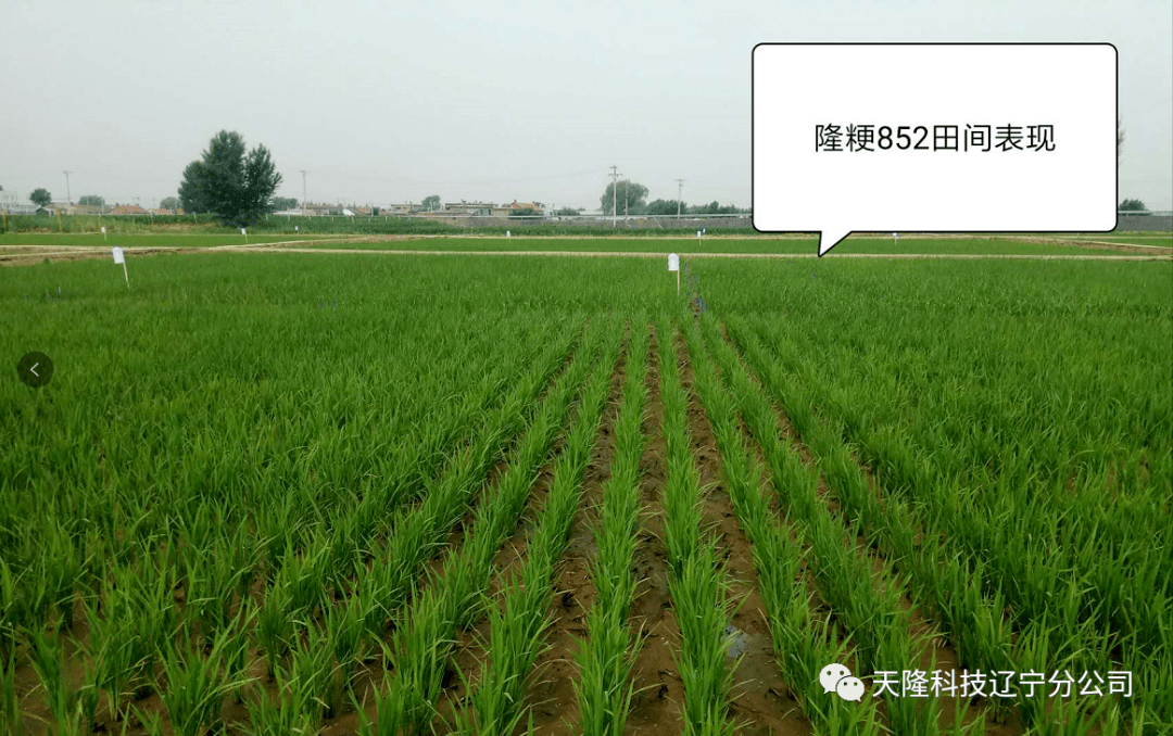 天隆小课堂:控制好那些无效分蘖!