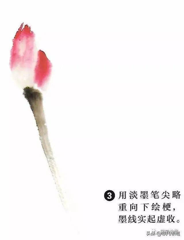 【国画教程】红荷花花头的画法步骤_花苞