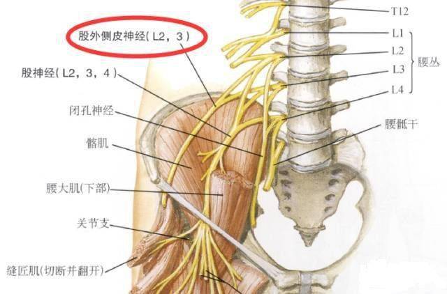 前支:在髂前上棘下侧约10cm处,穿出阔筋膜下降,常分为二支,分布于