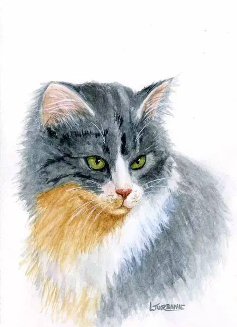 彩铅画的猫咪,可爱得过分了