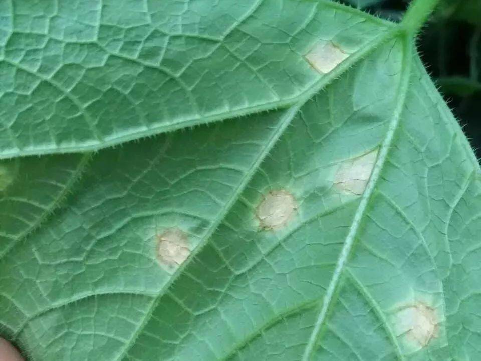 防治方法 防控黄瓜炭疽病需要加强田间管理,培育健壮植株,适时通风