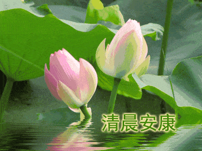 7月最新漂亮的早上好问候动态鲜花表情图片,最新最美早安问候语图片带