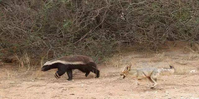 平头哥蜜獾的天敌有哪些,主要天敌是大型食肉动物,狮子,猎豹等