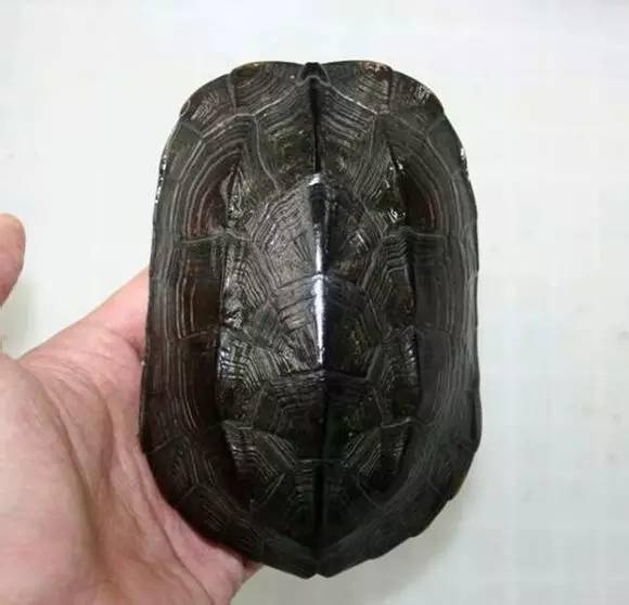 草龟的头部怎么描写