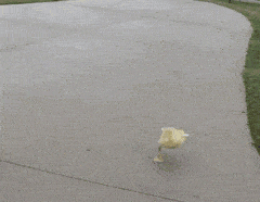 搞笑GIF:大家来向我们的新帮主问好