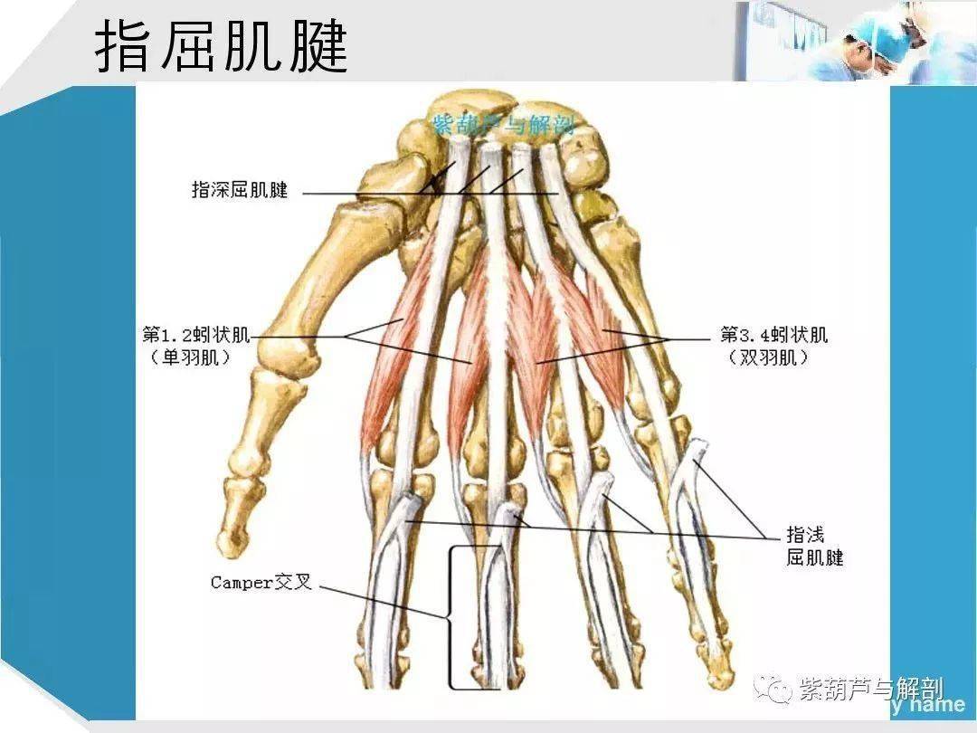 留言解读:手部肌腱