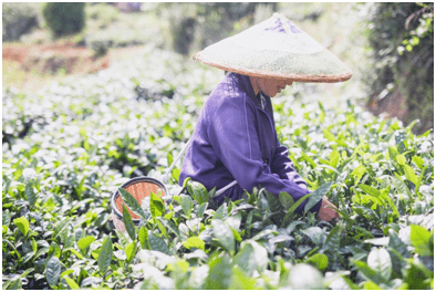 单挑|用这一杯茶单挑夏天！嗨一夏 | 好看又好喝