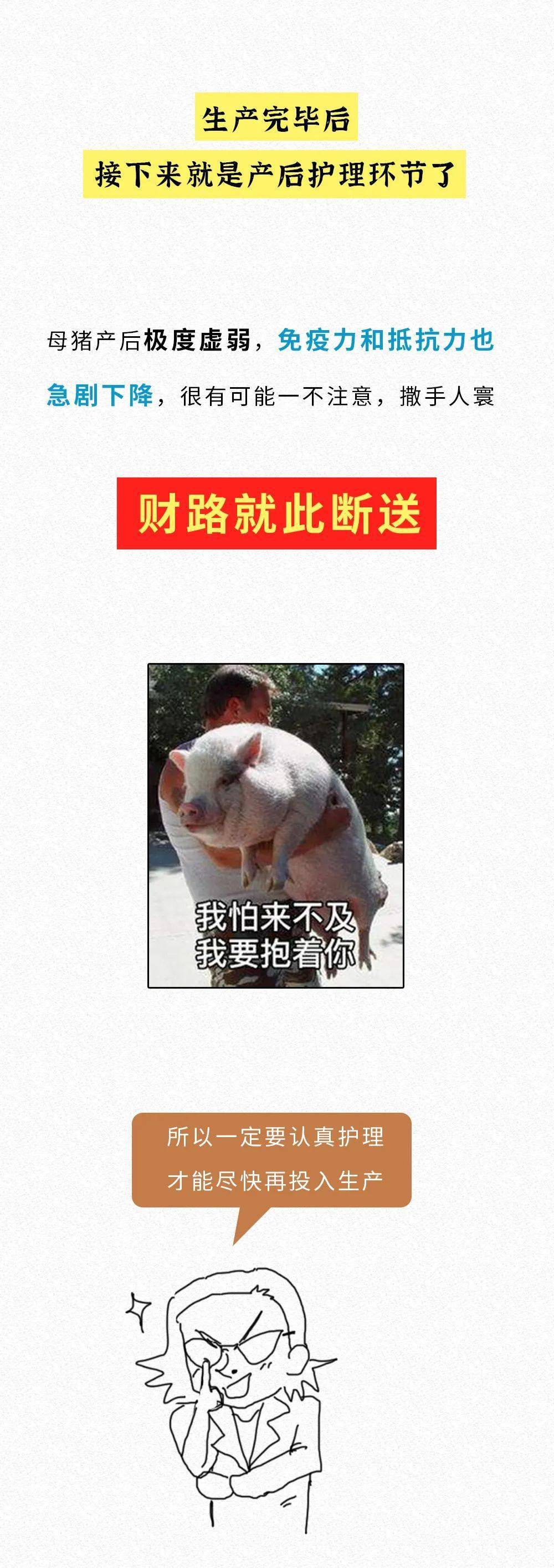 个人健康 21世纪财富暗号竟是:母猪的产后护理