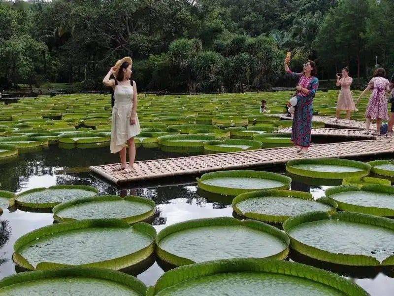 西双版纳中科院植物园夏日王莲进入最佳观赏期