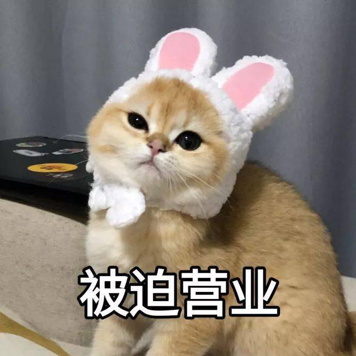 喵喵表情包第六期丨"每天起床,拥抱太阳"