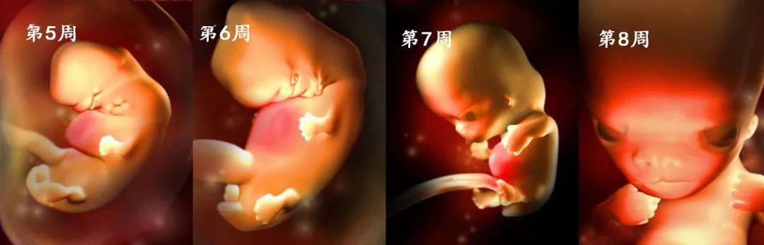胎儿在子宫的成长过程看着宝宝一点点长大心里满是爱