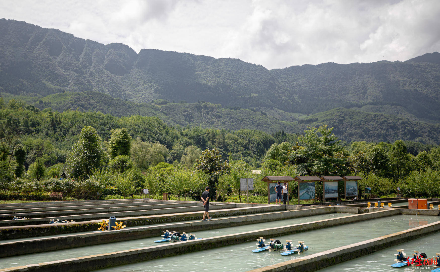 养殖业|“三文鱼效应”下的虹鳟养殖场：大鱼出不了塘，小鱼换不了“房”