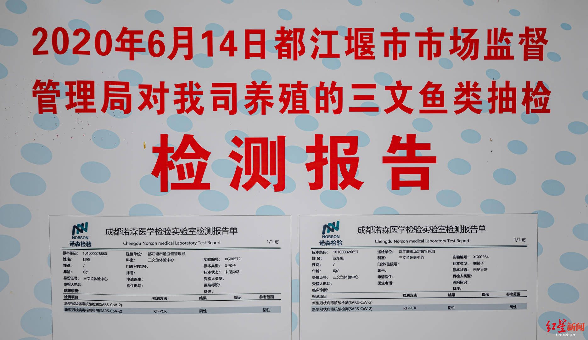 养殖业|“三文鱼效应”下的虹鳟养殖场：大鱼出不了塘，小鱼换不了“房”