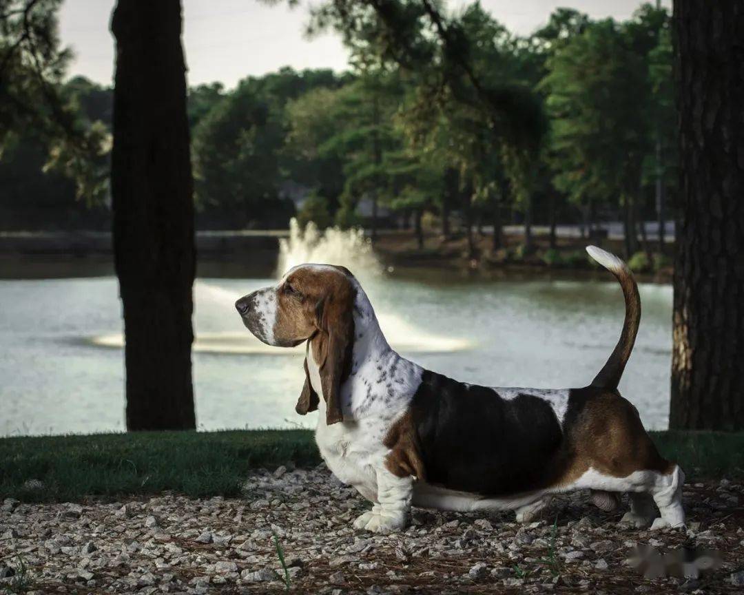 点指名犬迷人的大耳朵巴塞特猎犬