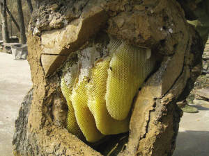 赞皇|枣乡非遗：醇厚如酒甜香似蜜