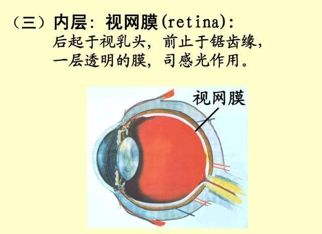 61张眼解剖与生理图片(收藏)
