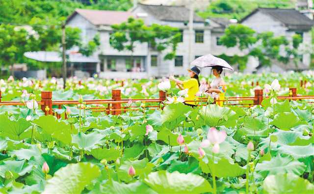 平所村|太空莲开迎客来
