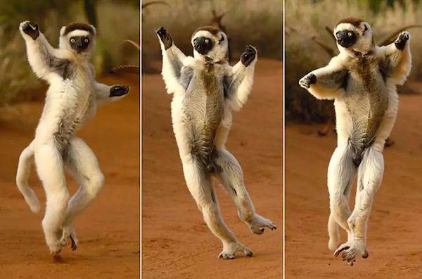 威胁|IUCN濒危物种红色名录更新，冬虫夏草首上名录