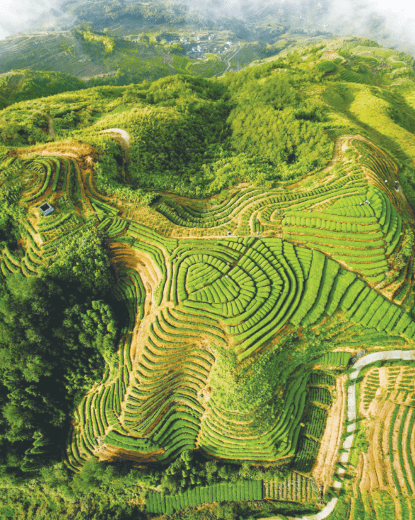 长寿福地柘有好茶寻访福建最美茶乡暨采风摄影大赛第三季走进柘荣县