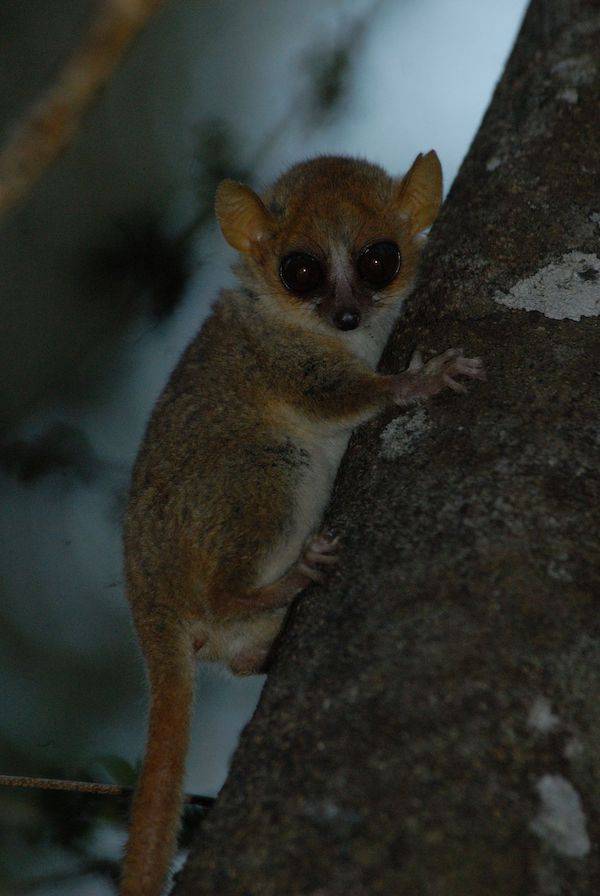 威胁|IUCN濒危物种红色名录更新，冬虫夏草首上名录